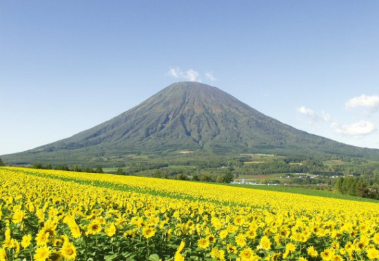 羊蹄山麓の農村景観の画像