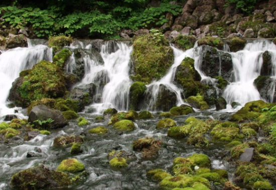 京極のふきだし湧水の画像