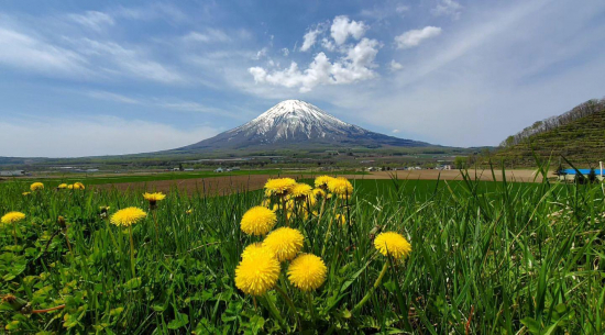 たんぽぽと残雪の羊蹄山の画像