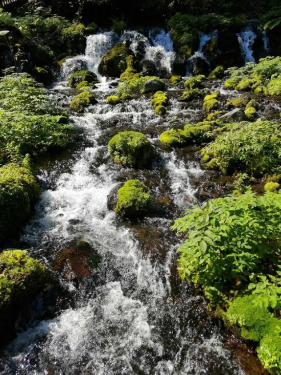 湧き出る名水勢いよく流れの画像