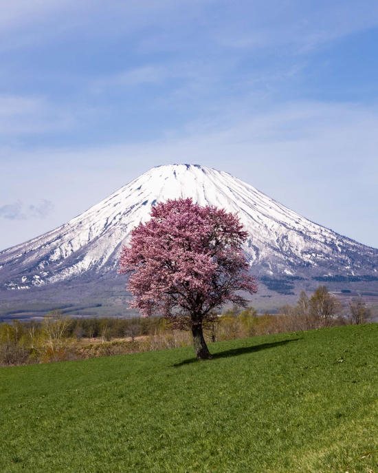 望羊の丘の一本桜の画像