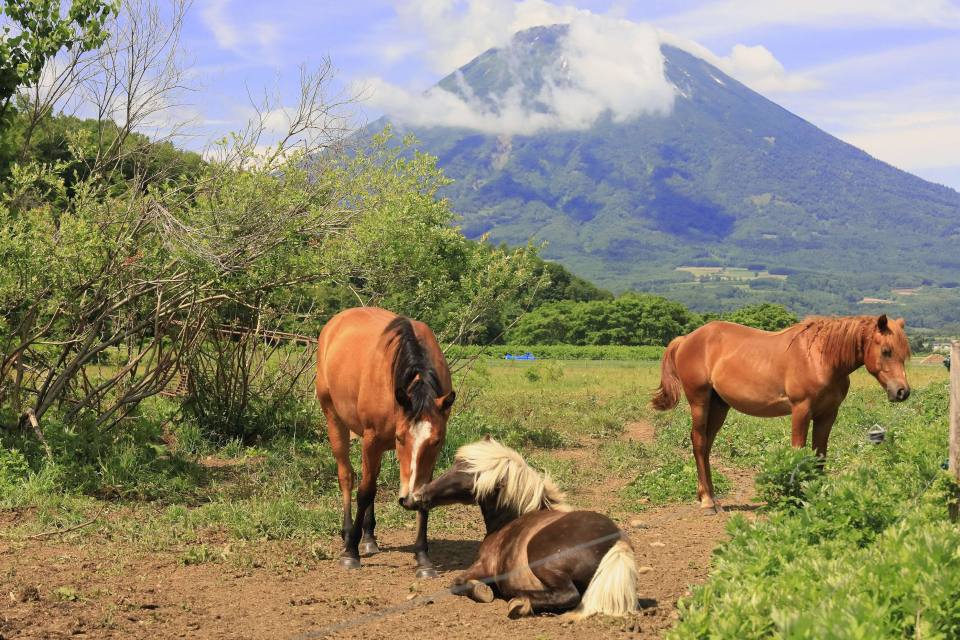 穏やかなひとときの画像