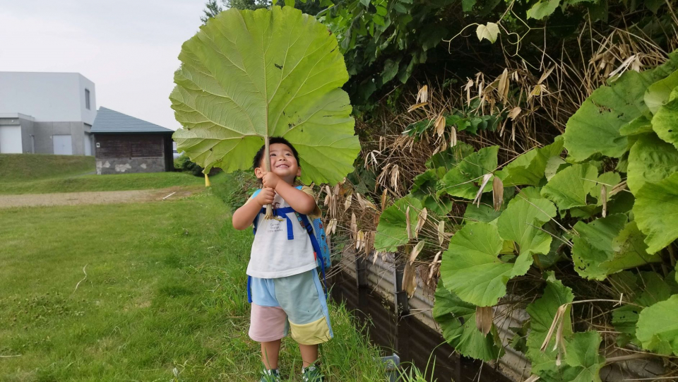 大きな葉っぱ、み～つけたっ！「傘になったよ！」の画像