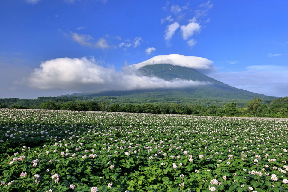 花の海原の画像