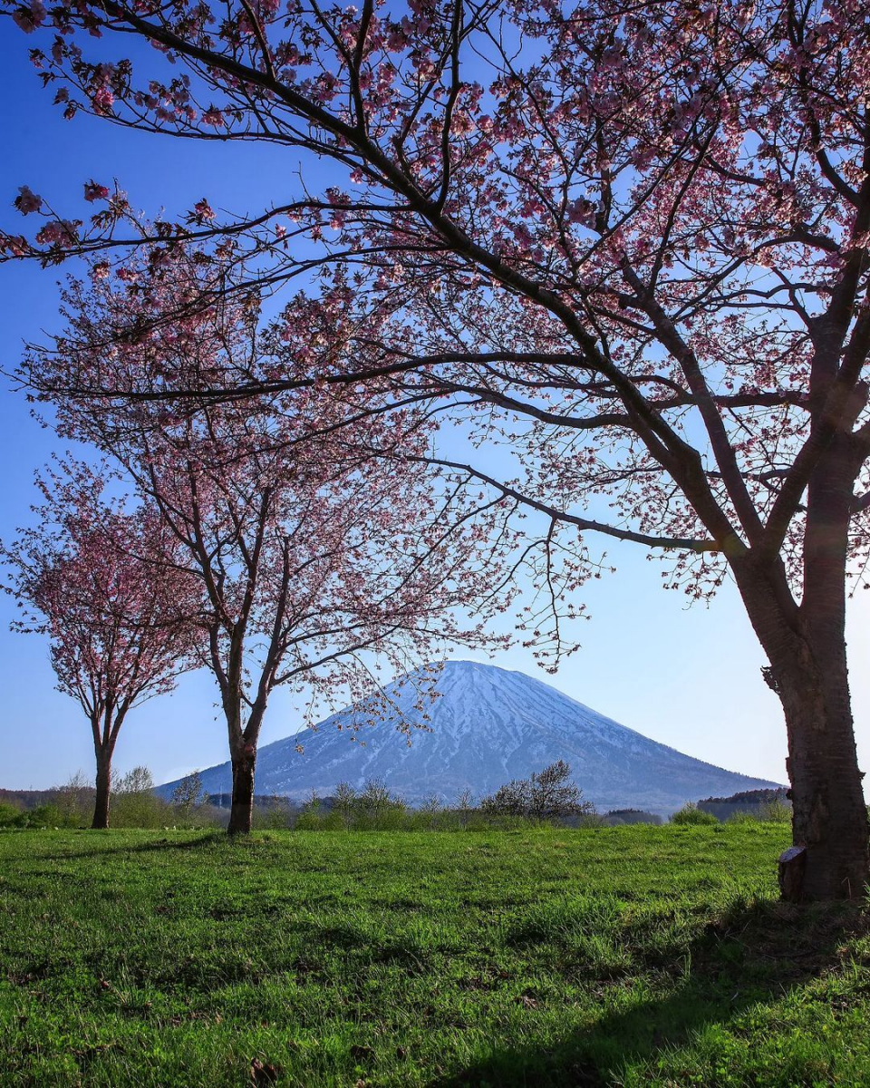 桜並木と羊蹄山の画像