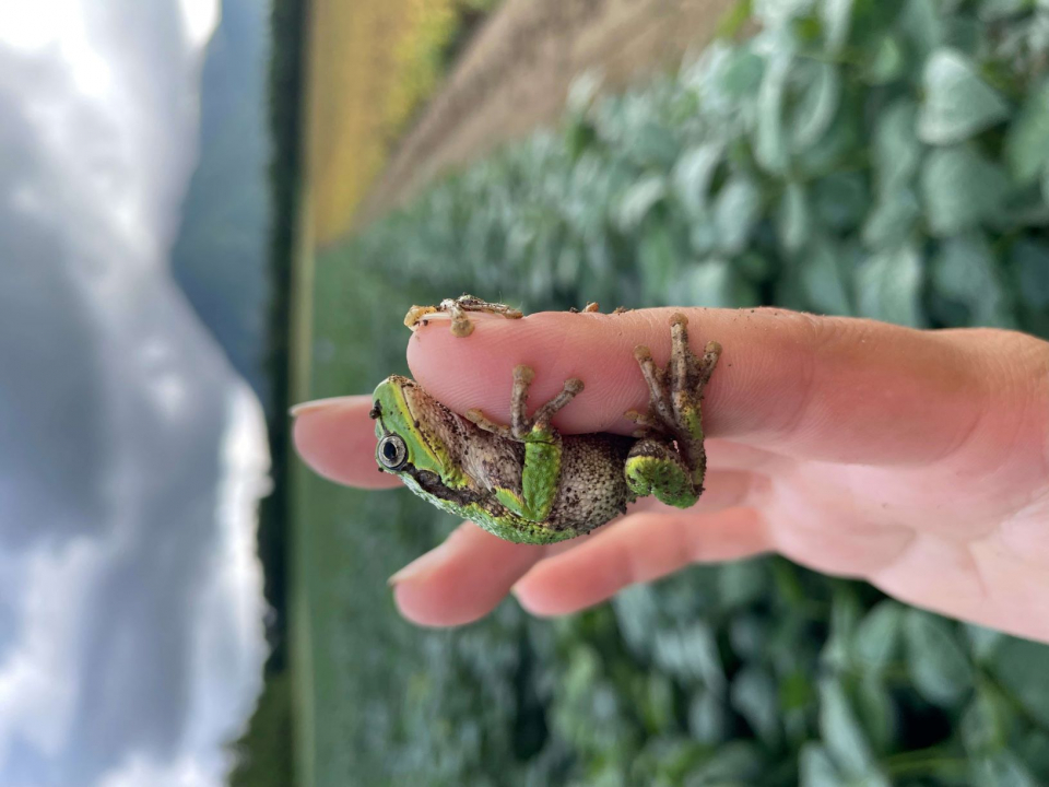 畑のおともだちの画像