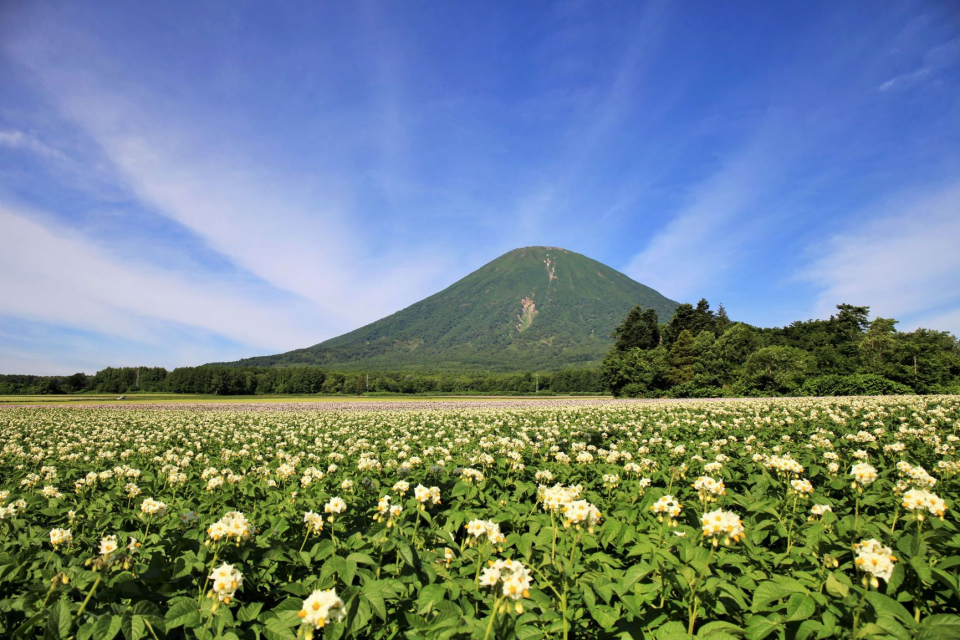 繚乱ジャガイモの花の画像