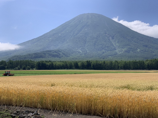 小麦畑をかっそうするトラクターと羊蹄山の画像