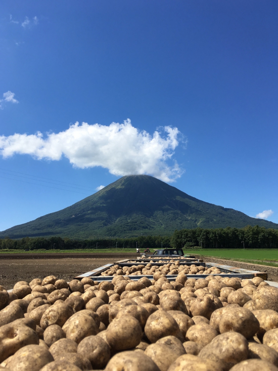 羊蹄山と収穫の秋の画像