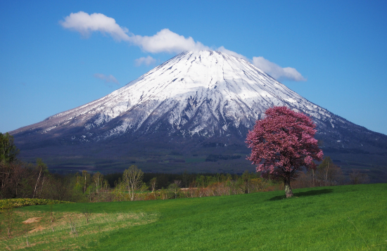 満開の一本桜の画像