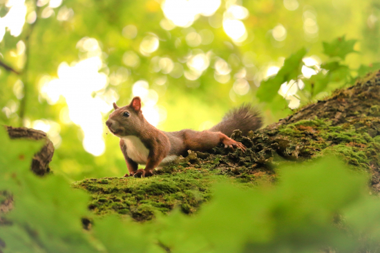 公園の住民の画像