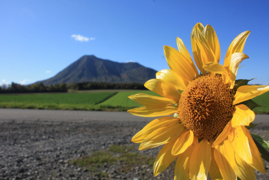 今年最後の一輪の画像