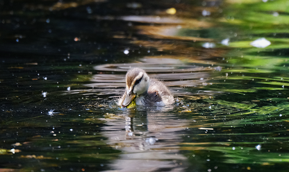 泳げるといいなぁの画像