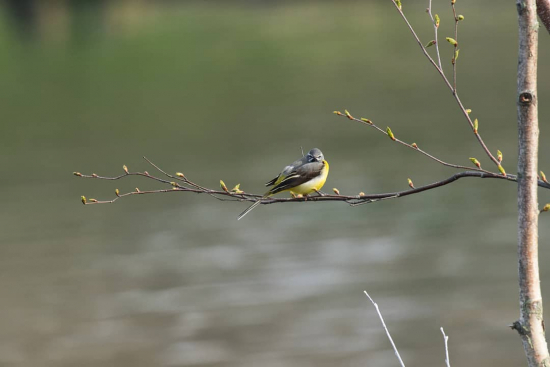 おや、目が合いましたねの画像