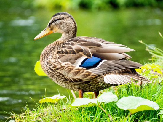 綺麗だねの画像