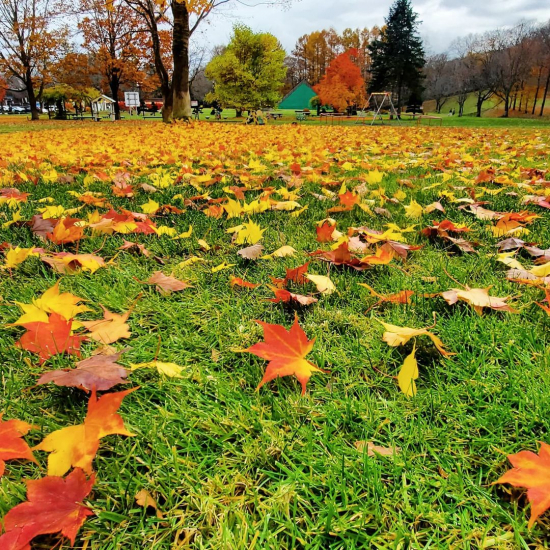 落葉の絨毯の画像