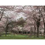 ふきだし公園の写真37