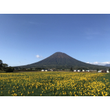 町花ひまわりの写真2