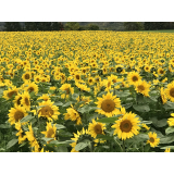 町花ひまわりの写真3