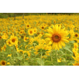 町花ひまわりの写真6