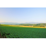 農村風景の画像10