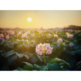 農村風景の画像12