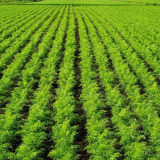 農村風景の画像15