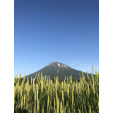 羊蹄山の写真12