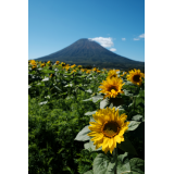 羊蹄山の写真29