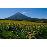 羊蹄山の写真30