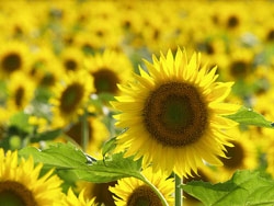 町花「ひまわり」の画像