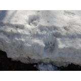 令和4年4月5日春日地区ヒグマの痕跡(足跡)の画像1