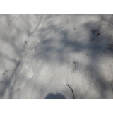 令和4年4月5日春日地区ヒグマの痕跡(足跡)の画像2