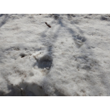 令和4年4月5日春日地区ヒグマの痕跡(足跡)の画像3