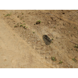 令和4年5月10日更進地区ヒグマの痕跡(足跡、フン)の画像2