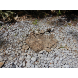 令和4年5月9日更進地区ヒグマの痕跡(フン)1