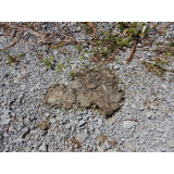 令和4年5月9日更進地区ヒグマの痕跡(フン)2