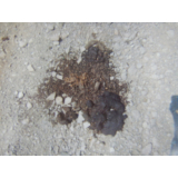 令和4年7月29日川西地区ヒグマの痕跡(フン)の画像1