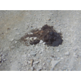 令和4年7月29日川西地区ヒグマの痕跡(フン)の画像2