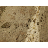 令和4年7月29日更進地区ヒグマの痕跡(足跡)の画像2