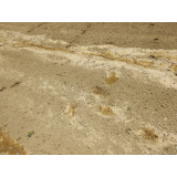 令和4年7月29日更進地区ヒグマの痕跡(足跡)の画像3