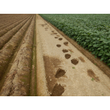 令和4年8月22日北岡地区ヒグマの痕跡(足跡)の画像1