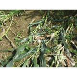 令和4年8月29日大富地区ヒグマの痕跡(食害)の画像1