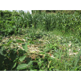 令和4年8月29日大富地区ヒグマの痕跡(食害)の画像3