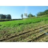 令和4年9月9日大富地区ヒグマの痕跡(食害)の画像2