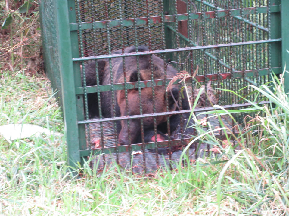 令和4年9月13日大富地区ヒグマを捕獲の画像