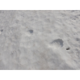 令和5年3月13日大富地区ヒグマの痕跡(足跡)の画像1