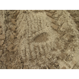 令和5年5月11日三崎地区ヒグマの痕跡(足跡)の画像3