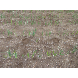 令和5年5月12日更進地区慶和園周辺のヒグマの痕跡(足跡)の画像1