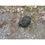 令和5年5月15日春日地区ヒグマの痕跡(糞)の画像2